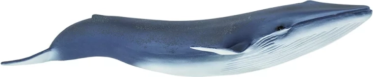 Safari Ltd. figurka płetwala błękitnego