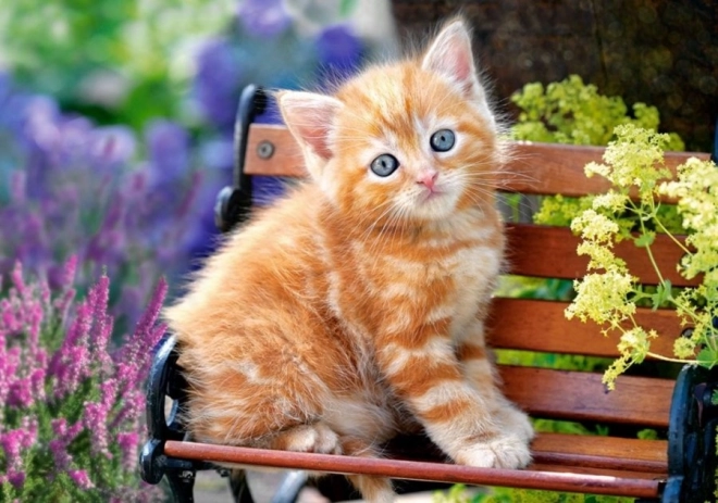 Puzzle 500 elementów – Ginger Kitten