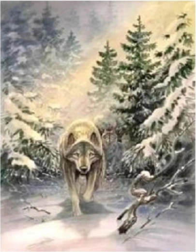 Norimpex malowanie po numerach Wilk w lesie 40 × 50 cm