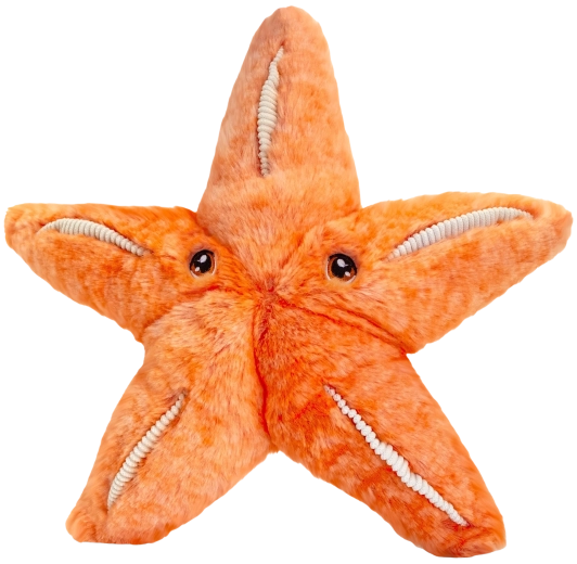 Pluszowa rozgwiazda Keeleco 25 cm