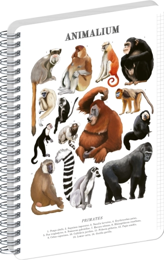 Notatnik spiralny Notique Animalium – naczelne, w kratkę A5
