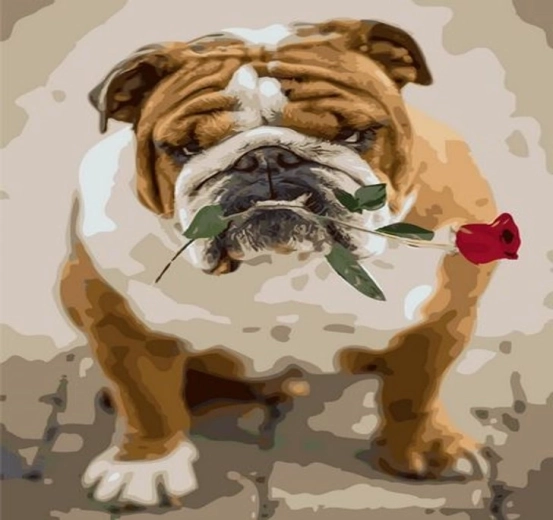 Norimpex Malowanie po numerach buldog z różą 40 × 50 cm
