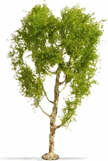 Noch Master Tree brzoza omszona 21 cm