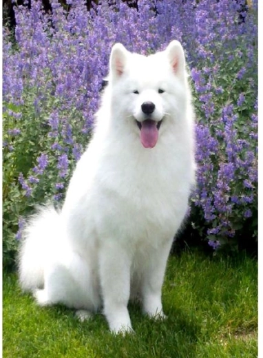 Malowanie diamentowe – pies samojed 30 × 40 cm