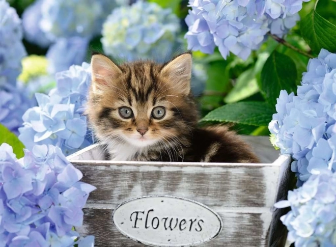 Puzzle RAVENSBURGER Mały kociak XXL 300 elementów