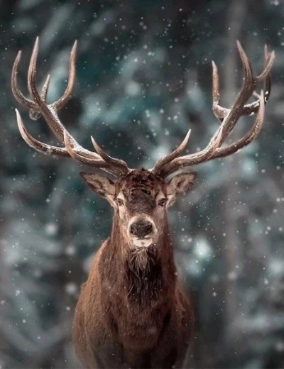 Malowanie diamentowe – portret jelenia 30 × 40 cm