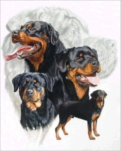 Diamentowe haftowanie (diamond painting) rottweiler 30 × 40 cm
