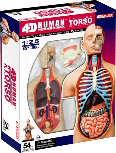 4D Master deluxe anatomiczne torzo człowieka 38 cm