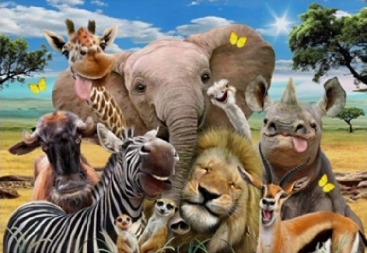 Norimpex malowanie po numerach Safari 40 × 50 cm