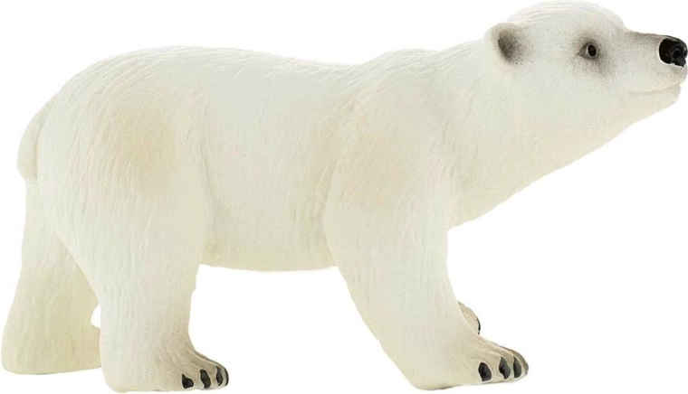 Niedźwiedź polarny