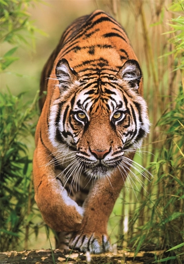 Puzzle Myśliwska ścieżka 1000 elementów CLEMENTONI