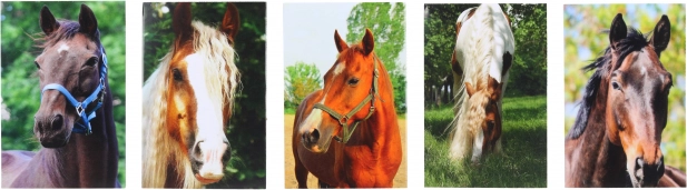 Notatnik z motywem Konia MINI 40l, 6x8,5 cm