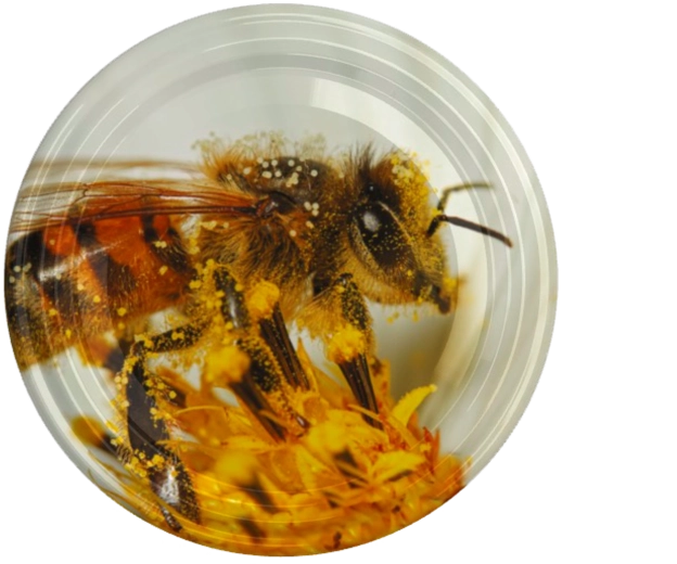 Wieczko fi82 z motywem dużej pszczoły na kwiecie