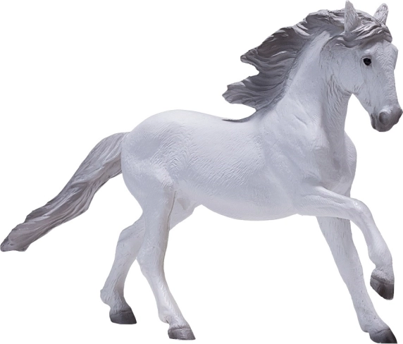 Mojo Lusitański koń biały