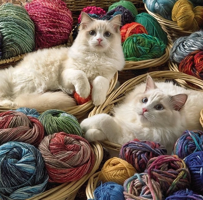 Puzzle Kot Ragdoll 1000 elementów Cobble Hill