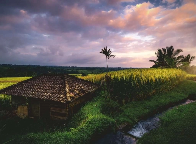 Puzzle Pola ryżowe Bali 500 elementów