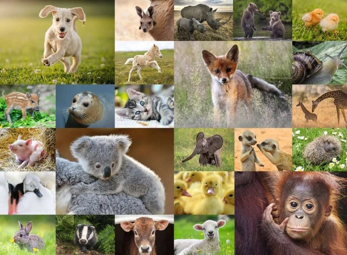RAVENSBURGER puzzle – zwierzęce maluchy 200 elementów XXL