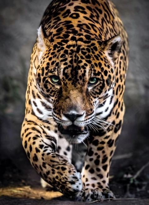 Puzzle 1000 elementów Jaguar