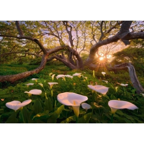 Puzzle 1000 kawałków Magiczny Las Kalie
