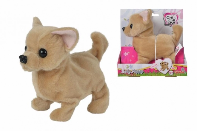CCL Szczenię chihuahua
