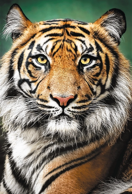 Puzzle 1500 elementów – portret tygrysa Trefl