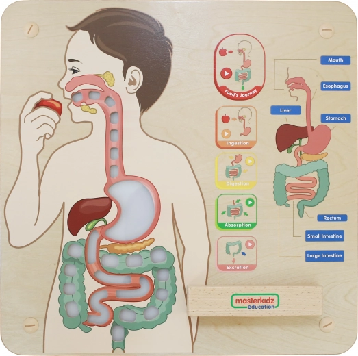 Interaktywne przedstawienie układu trawiennego