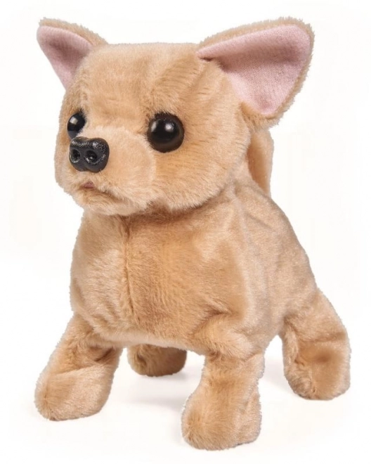 CCL Szczenię chihuahua