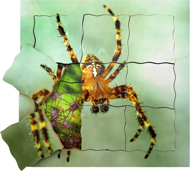 Drewniane warstwowe puzzle Pająk i jego cykl życiowy