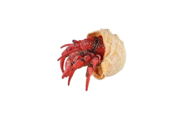 Krab pustelnik zooted plastikowy 7cm w woreczku