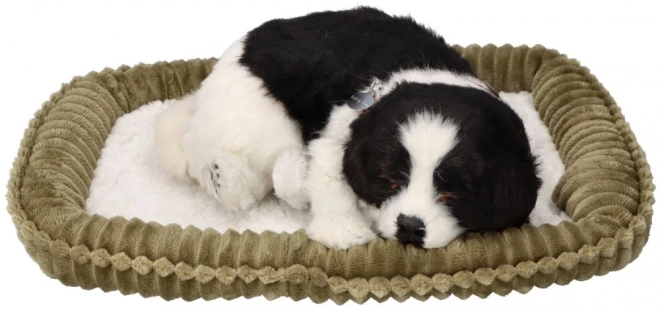 Oddychające szczenię Border collie do adopcji
