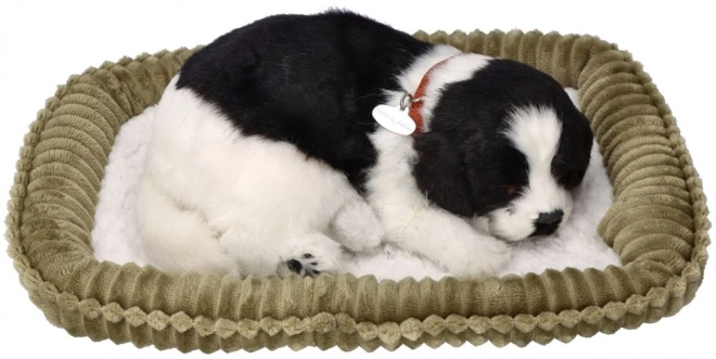 Oddychające szczenię Border collie do adopcji