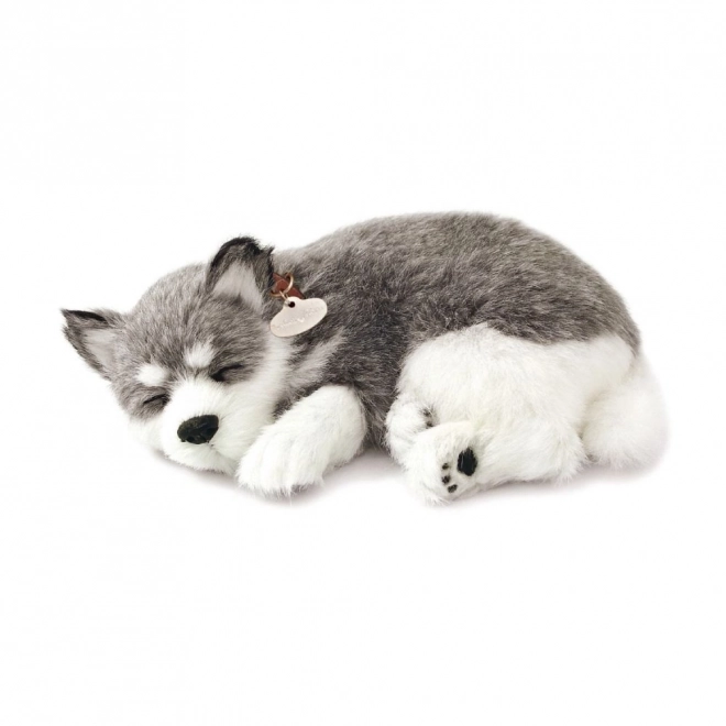 Zachwycający pluszak Alaski Husky