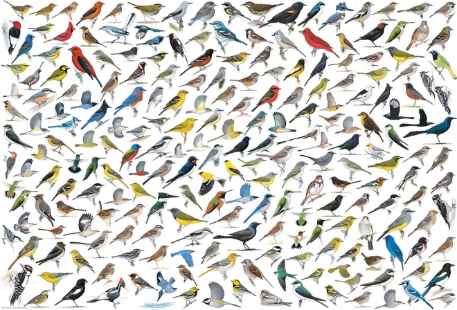 Puzzle Świat ptaków 2000 elementów EUROGRAPHICS