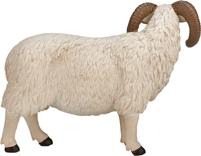 Wierne detale rasy Hampshire