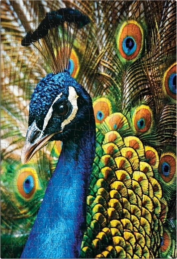 Puzzle Kolorowa Natura: Paw 250 elementów