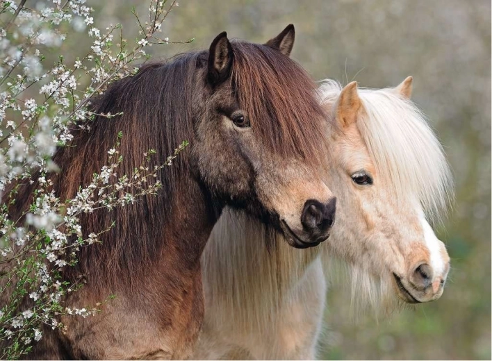 Ravensburger puzzle Perfect Ponies 150 elementów