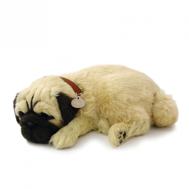 Oddychający szczeniaczek mops Perfect Petzzz