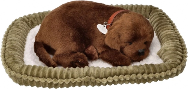 Pluszowe chrapiące szczenię – czekoladowy labrador na legowisku