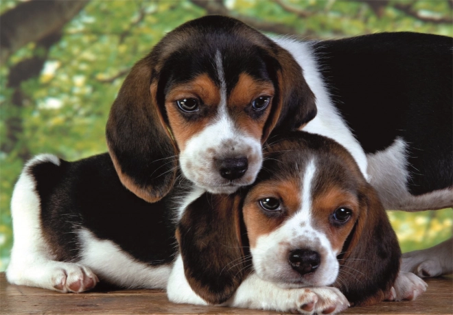 puzzle 500 elementów compact – szczenięta beagle