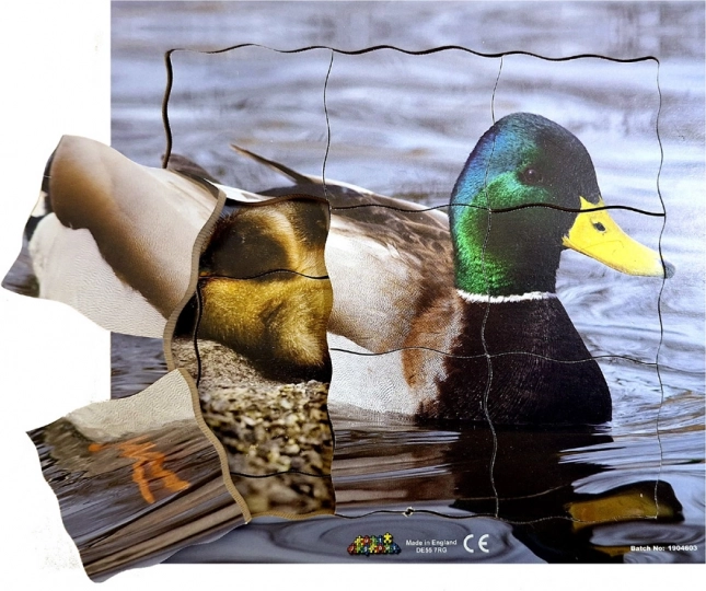 Drewniane warstwowe puzzle Kaczor i jego cykl życiowy - 19 elementów