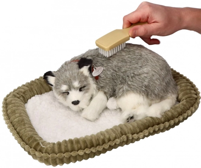 Zachwycający pluszak Alaski Husky