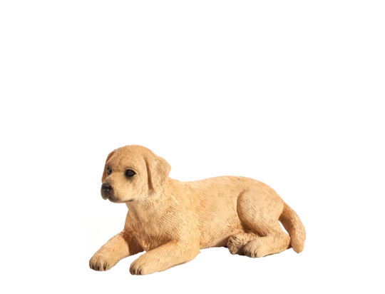 Mojo Labrador szczenię