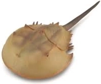 Collecta ostrorep – realistyczny model zwierzęcia