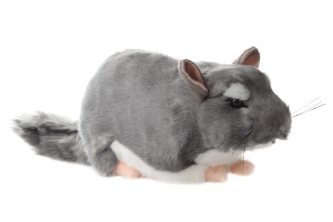Puszysta szynszyla 22 cm