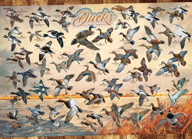 Puzzle COBBLE HILL Kaczki Ameryki Północnej 1000 elementów