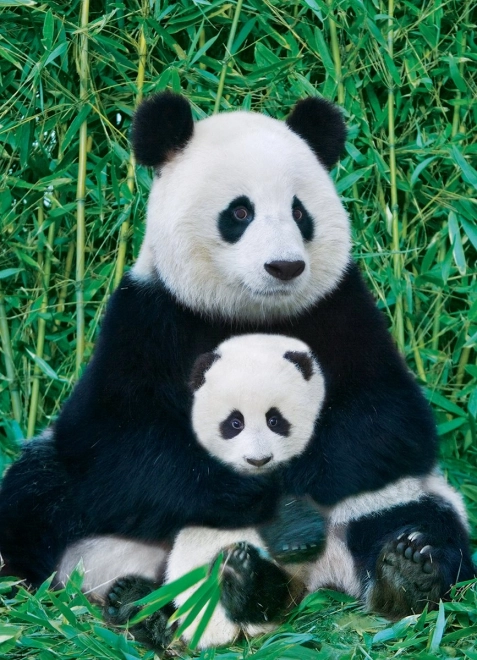 Puzzle EUROGRAPHICS Panda z młodym 1000 elementów