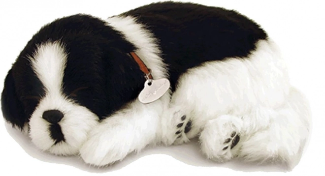 Oddychające szczenię Border collie do adopcji