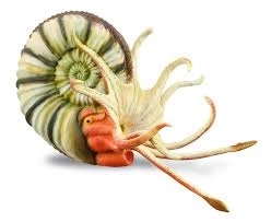 Collecta pleuroceras – model amonita