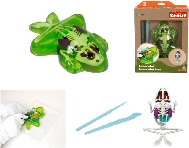 Odkryj sekcję żaby – edukacyjny zestaw ze slime’em