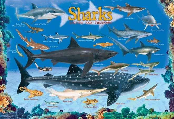 Puzzle Rekiny 100 elementów